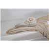 Image 2 : Inuit carved antler and bone sculpture of a two birds in flight and their nest, 14" in length and si