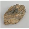 Image 2 : Ancient Fossil Mammoth Tooth Segment