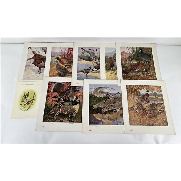 Collection of Dupont Bird Prints Collection of Dupont Bird Prints