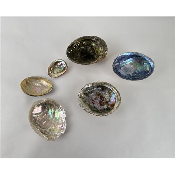 Collection of Abalone Shells