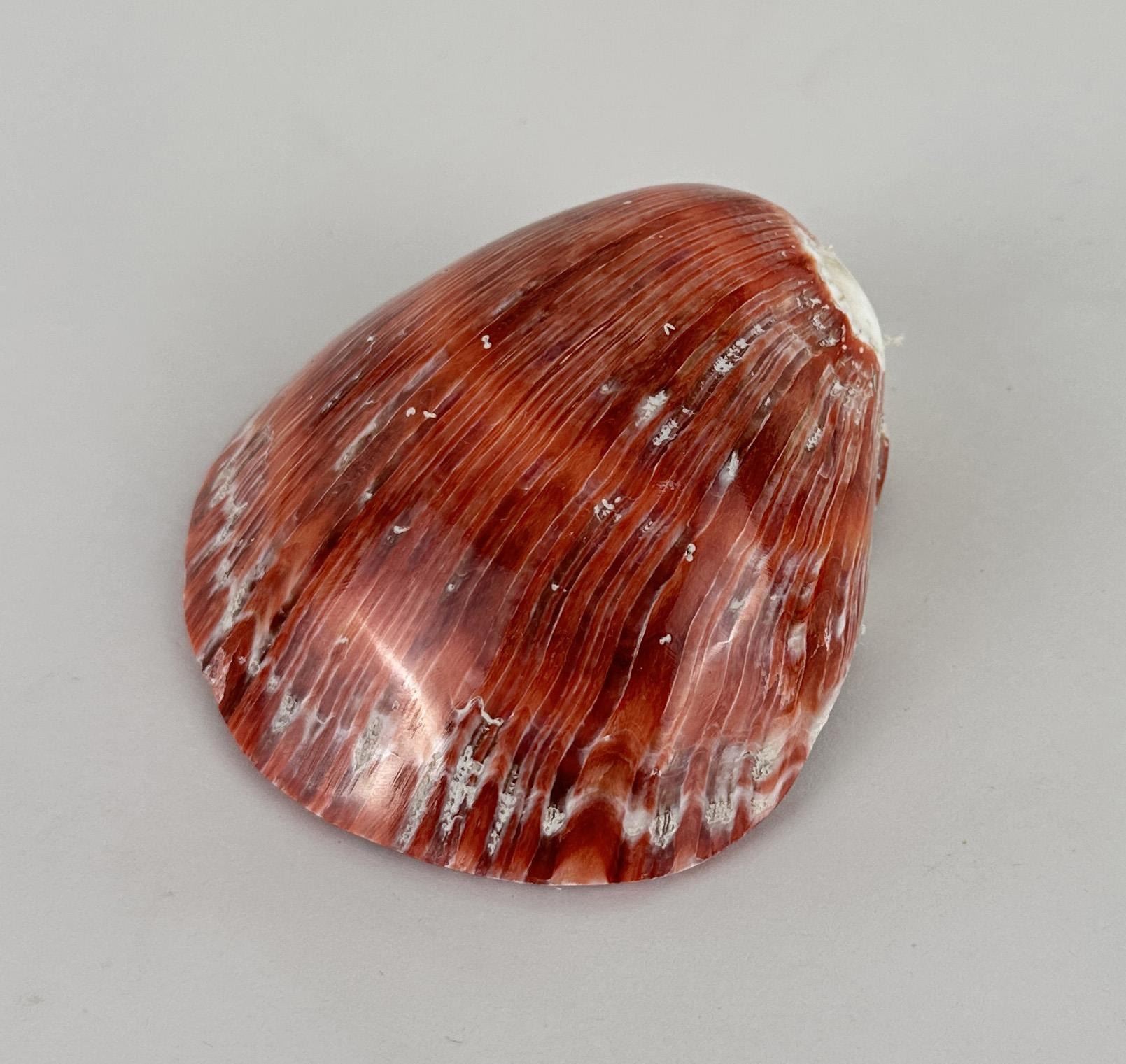 Polished Spiny Oyster Shell