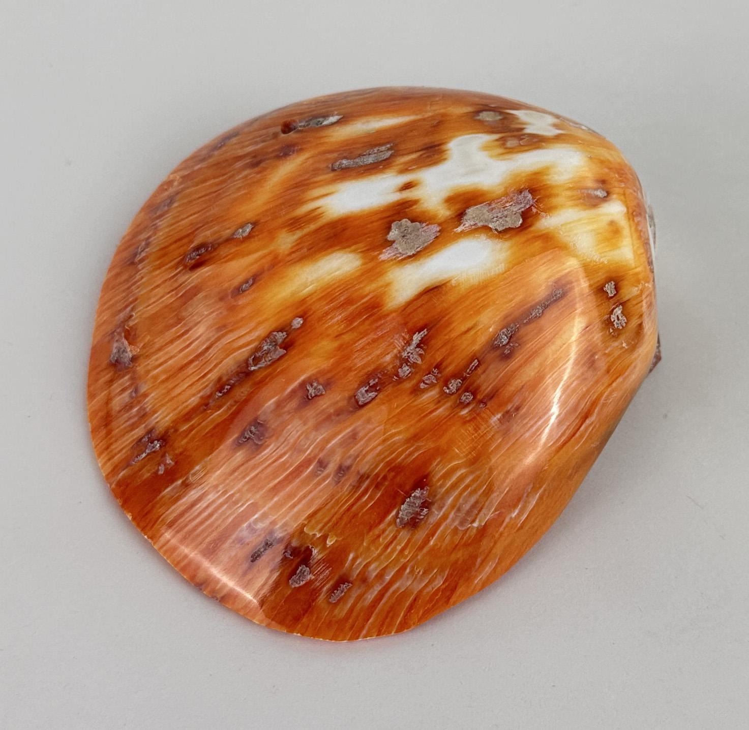Polished Spiny Oyster Shell