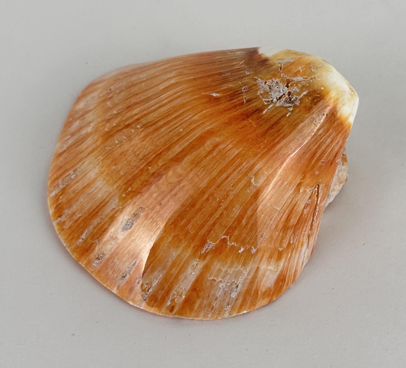 Polished Spiny Oyster Shell