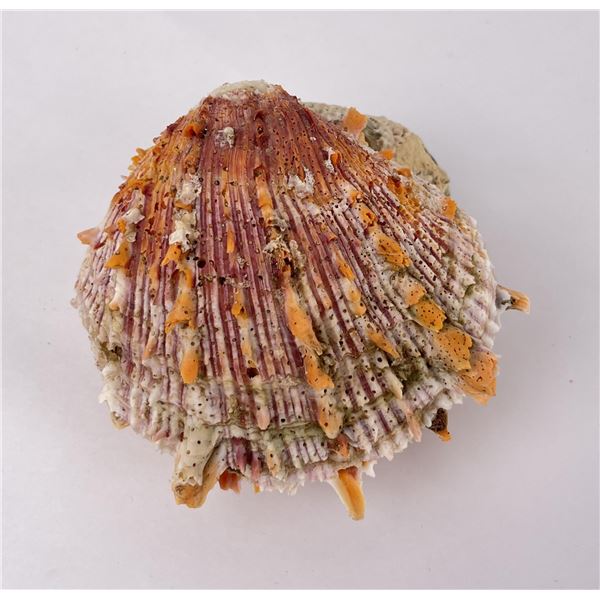 Spiny Oyster Sea Shell