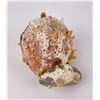 Image 2 : Spiny Oyster Sea Shell