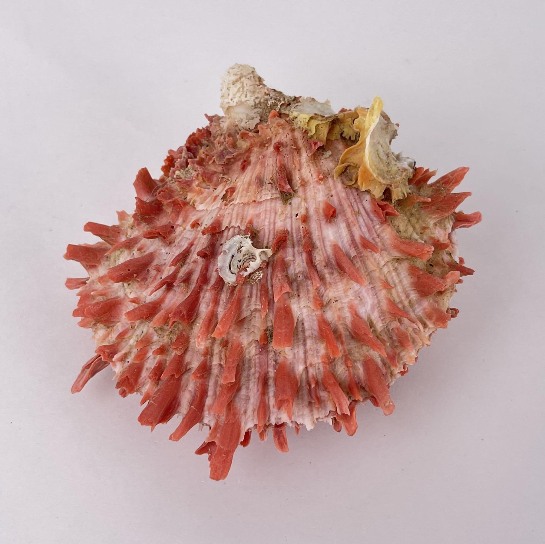 Spiny Oyster Sea Shell