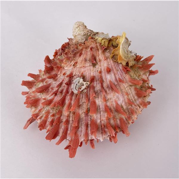 Spiny Oyster Sea Shell