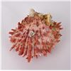 Image 1 : Spiny Oyster Sea Shell