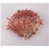 Image 2 : Spiny Oyster Sea Shell