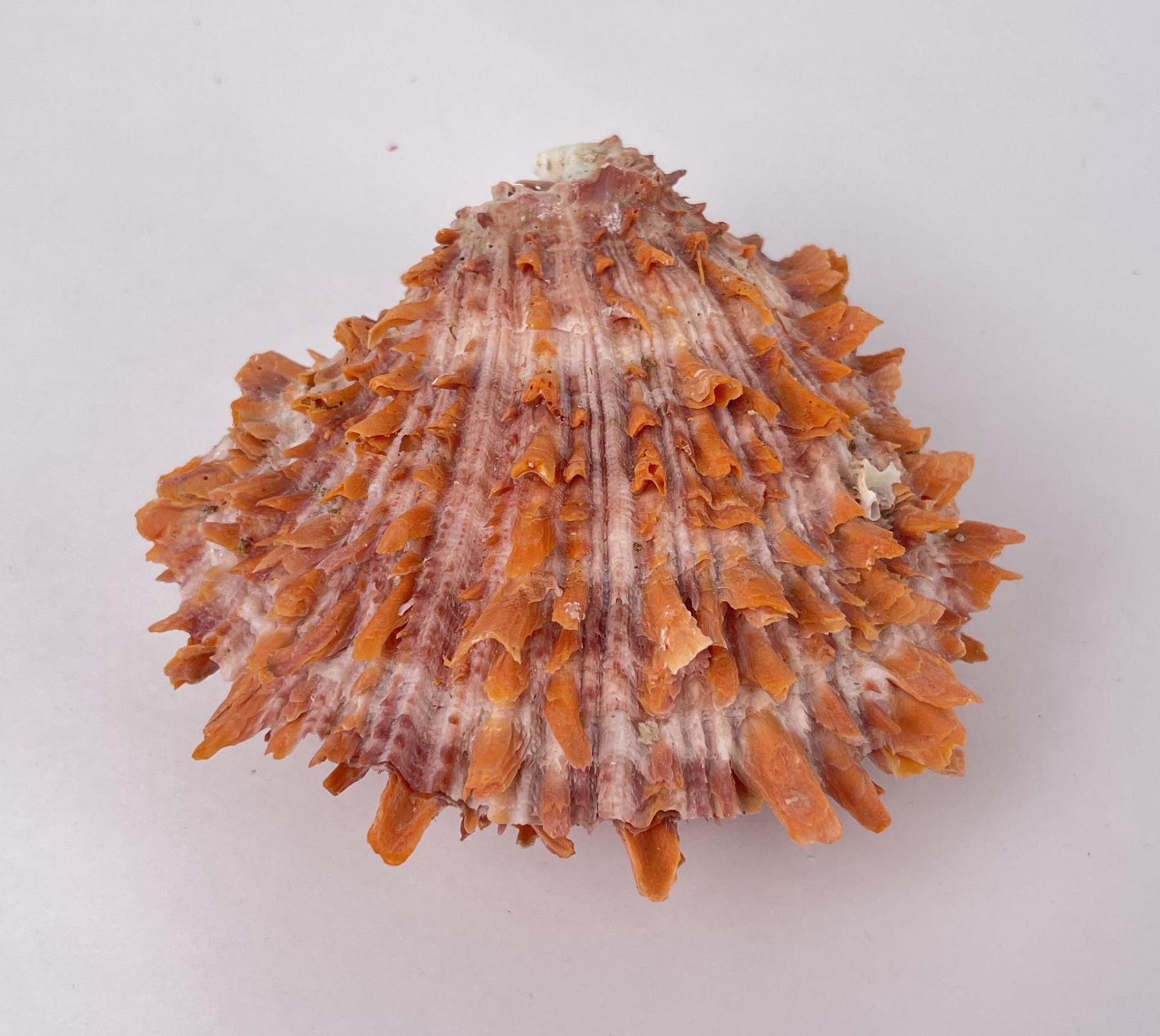 Spiny Oyster Sea Shell