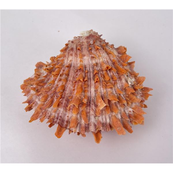 Spiny Oyster Sea Shell