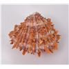 Image 1 : Spiny Oyster Sea Shell