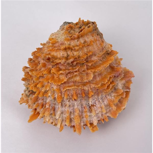 Spiny Oyster Sea Shell