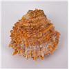 Image 1 : Spiny Oyster Sea Shell