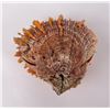 Image 2 : Spiny Oyster Sea Shell