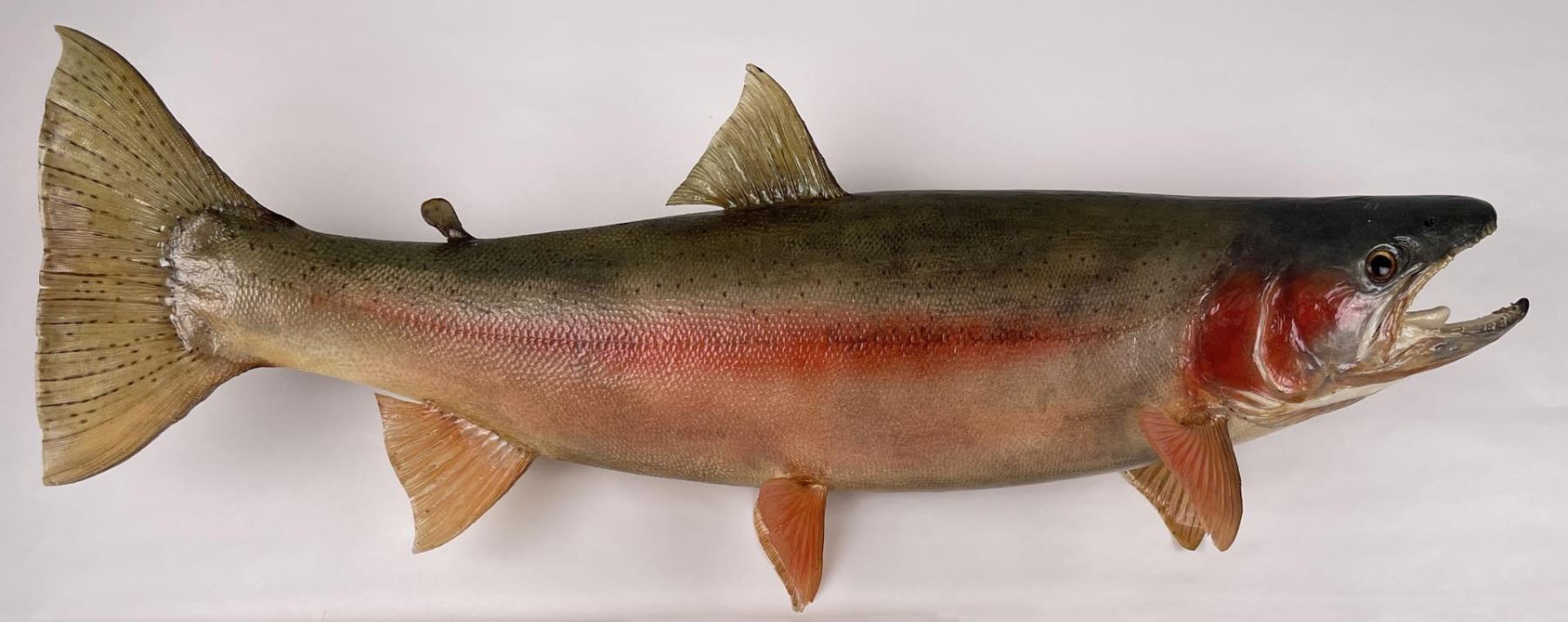 Coho Salmon Real Skin Fish Taxidermy Mount