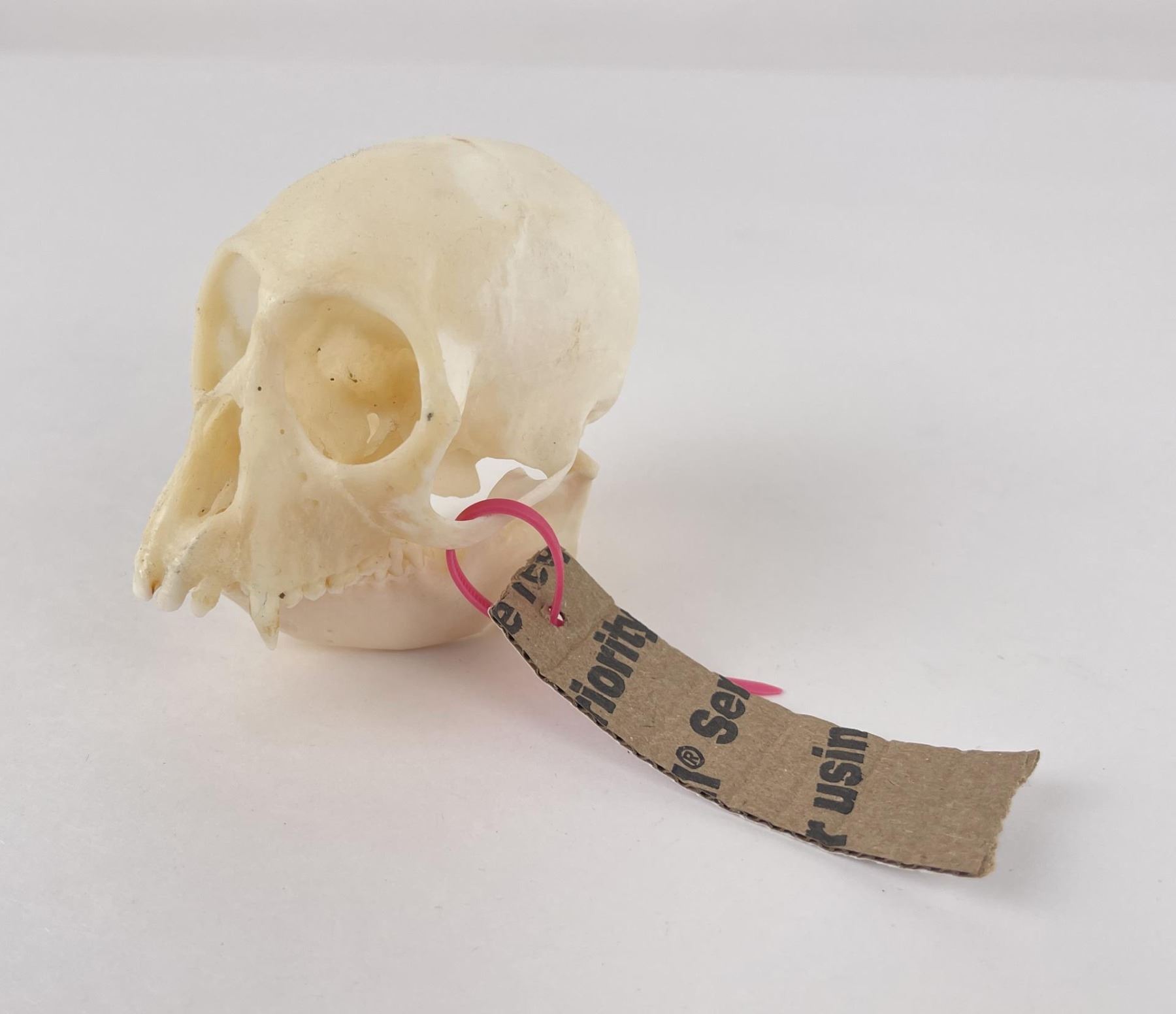 Crested Cercopithecus pogonias Monkey Skull