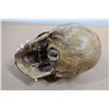 Image 2 : RECONSTRUCTION FACIALE EN ARGILE (ACCESSOIRE POUR DRAME POLICIER)