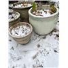 Image 3 : 4 Ceramic Planters With Dirt