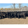 Image 1 : Cornerglen Ranching (Hansen) 10 Black Angus X Simmental Bred Heifers