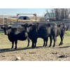 Image 3 : Cornerglen Ranching (Hansen) 10 Black Angus X Simmental Bred Heifers