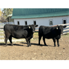 Image 2 : Cornerglen Ranching (Hansen) 4 Black Angus X Simmental Bred Heifers