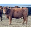 Image 12 : Cornerglen Ranching (Grote) 10 Red Angus X Bred Heifers