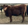 Image 13 : Cornerglen Ranching (Grote) 10 Red Angus X Bred Heifers