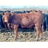 Image 4 : Cornerglen Ranching (Grote) 10 Red Angus X Bred Heifers
