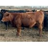 Image 8 : Cornerglen Ranching (Grote) 10 Red Angus X Bred Heifers