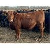 Image 11 : Cornerglen Ranching (Grote) 10 Red Angus X Bred Heifers