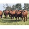 Image 1 : Cornerglen Ranching (Grote) 10 Red Angus X Bred Heifers