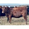 Image 3 : Cornerglen Ranching (Grote) 10 Red Angus X Bred Heifers