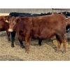 Image 6 : Cornerglen Ranching (Grote) 10 Red Angus X Bred Heifers