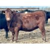 Image 8 : Cornerglen Ranching (Grote) 10 Red Angus X Bred Heifers