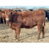 Image 9 : Cornerglen Ranching (Grote) 10 Red Angus X Bred Heifers