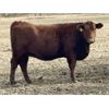 Image 10 : Cornerglen Ranching (Grote) 7 Red Angus X Bred Heifers