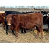 Image 15 : Cornerglen Ranching (Grote) 7 Red Angus X Bred Heifers