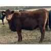 Image 3 : Cornerglen Ranching (Grote) 7 Red Angus X Bred Heifers