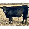 Image 1 : Cornerglen Ranching (Grote) 6 Black Angus X Bred Heifers