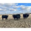 Image 2 : Cornerglen Ranching (Grote) 6 Black Angus X Bred Heifers