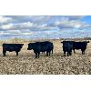Image 3 : Cornerglen Ranching (Grote) 6 Black Angus X Bred Heifers