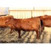 Image 3 : Cornerglen Ranching (J-J Ranch) 10 Red Angus Bred Heifers