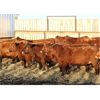 Image 5 : Cornerglen Ranching (J-J Ranch) 10 Red Angus Bred Heifers