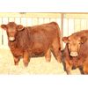 Image 1 : Cornerglen Ranching (J-J Ranch) 10 Red Angus Bred Heifers