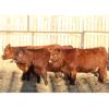 Image 4 : Cornerglen Ranching (J-J Ranch) 10 Red Angus Bred Heifers