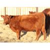 Image 2 : Cornerglen Ranching (J-J Ranch) 6 Red Angus Bred Heifers