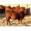 Image 6 : Cornerglen Ranching (J-J Ranch) 6 Red Angus Bred Heifers