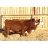 Image 2 : Cornerglen Ranching (J-J Ranch) 11 Red Angus X Hereford Bred Heifers