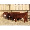 Image 3 : Cornerglen Ranching (J-J Ranch) 10 Red Angus X Hereford Bred Heifers